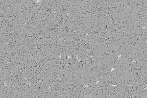 Линолеум Forbo SafeStep R12 175922 concrete фото  | FLOORDEALER